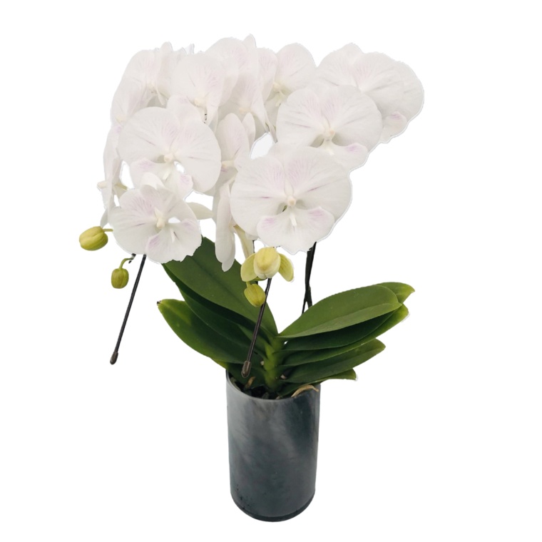 特選胡蝶蘭天使のはごろも ホワイト タンブラーポット