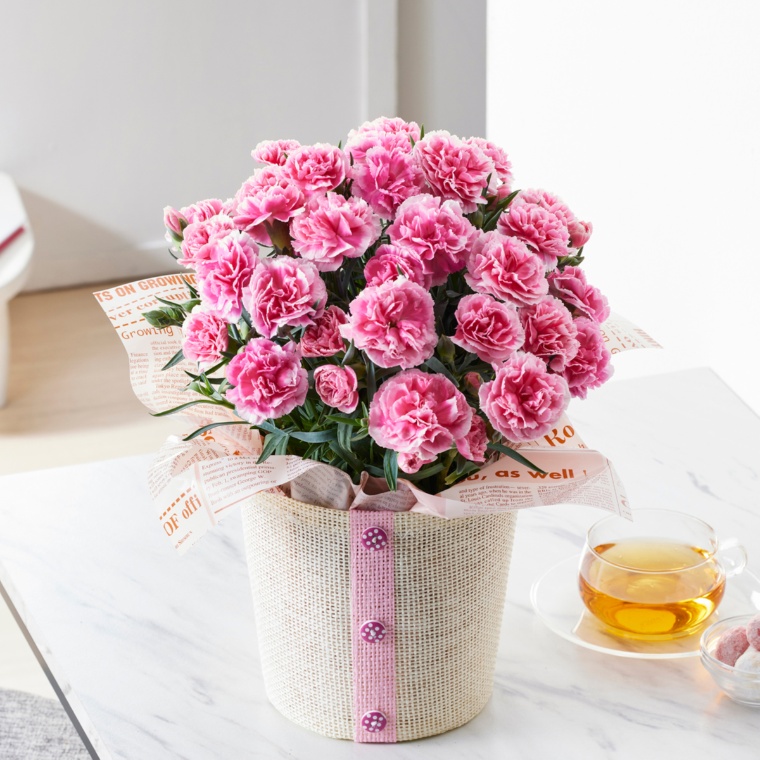 カーネーション ティーパーティ