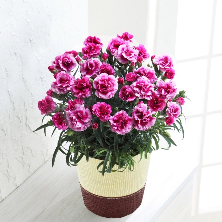 カーネーション オルフィカ