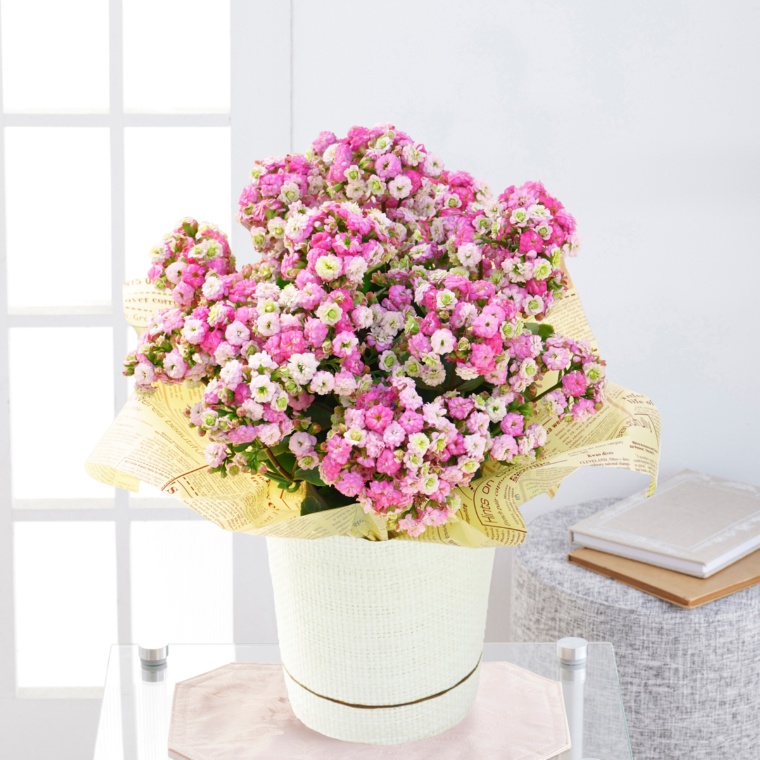 カランコエ メイリーブーケ