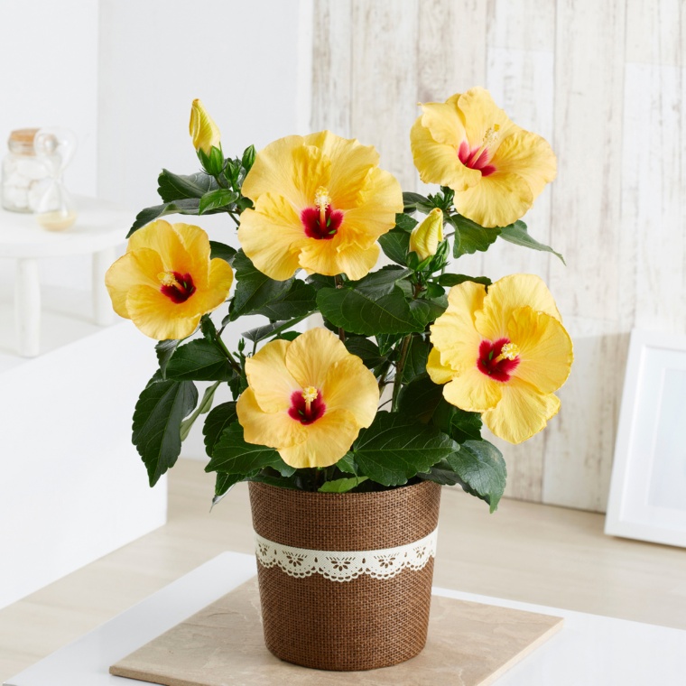 ハイビスカス アドニスイエロー