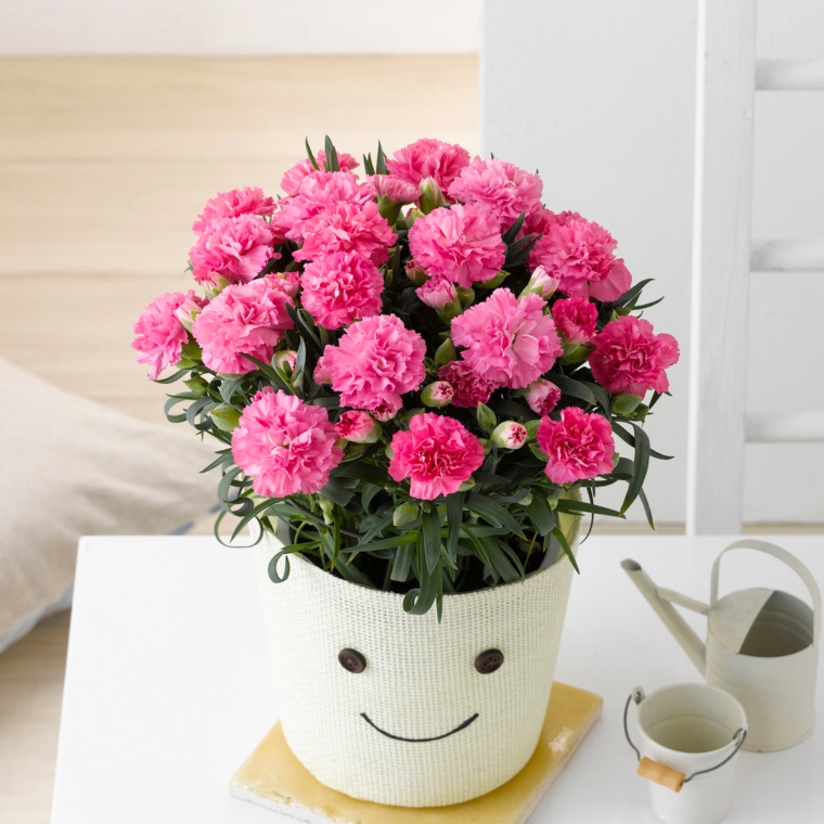 カーネーション ホットハート